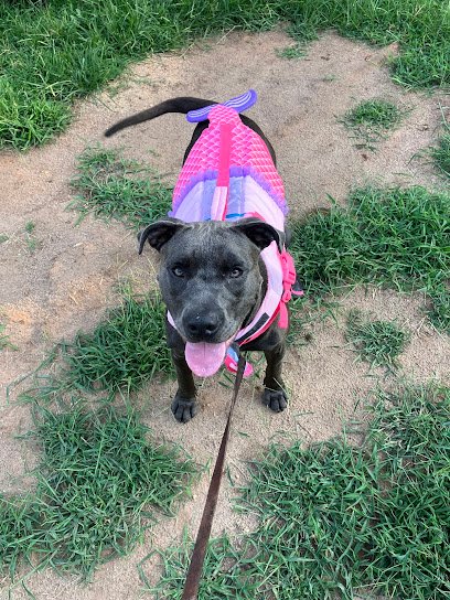 Family Dog Training & Behavioral Center, LLC