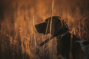 No Limits Kennels
