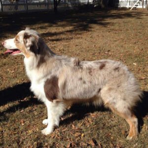 Hutchinson Kennel Club Inc