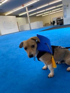Wagmore Canine Enrichment: Training Center