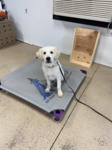 The Dog Wizard Ashland