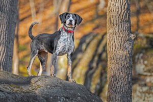 Lake Cumberland K-9 Training Center