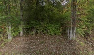 Backyard Dog Training