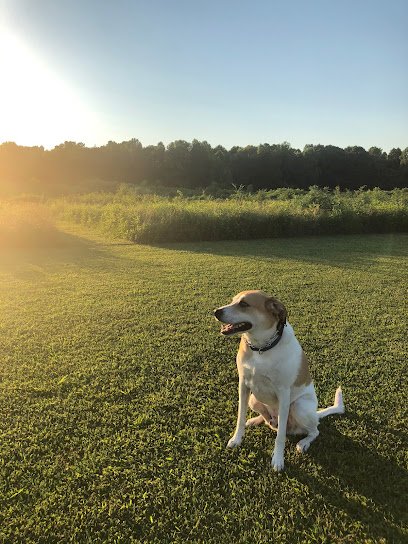 Dog School of Louisville