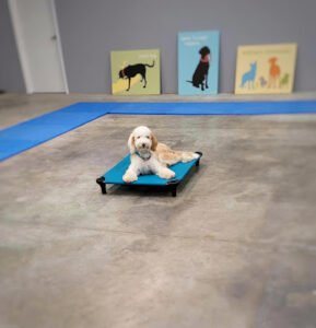 Kentucky Canine Campus