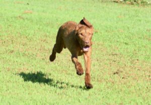 Northern Kentucky K9, LLC