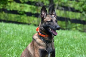 K9 Unleashed