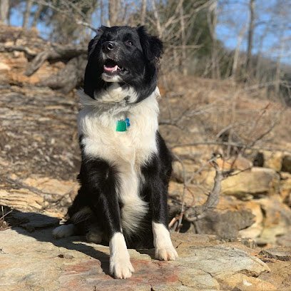 Good Boy