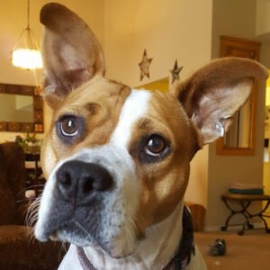 Far Fetched Tales Dog Training