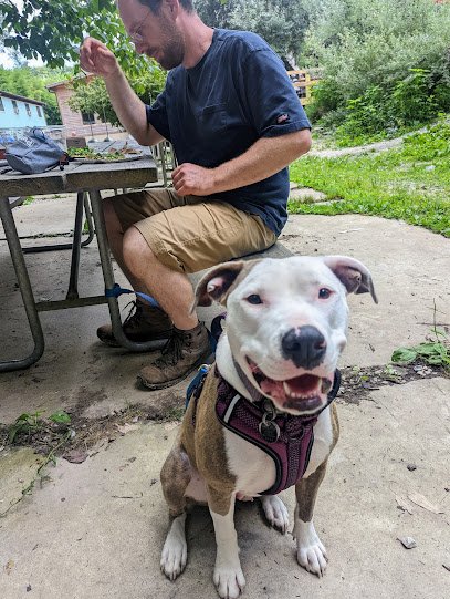 Rosetree Dog Training LLC