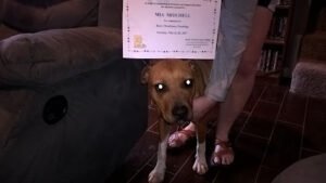 Paula’s Pawsitive Dog Training