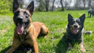 Kentucky Dog Training LLC