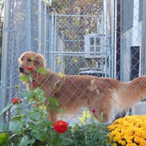 Durham Kennels