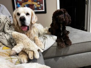 Rosie Dane Dog Training