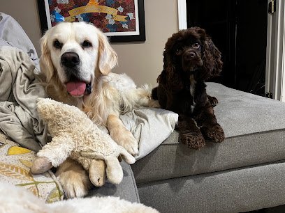 Rosie Dane Dog Training