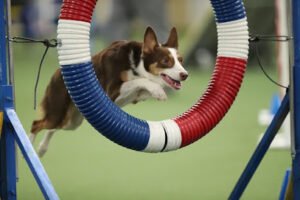 Bluegrass Dog Training