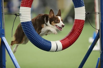 Bluegrass Dog Training