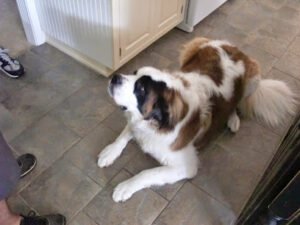 Doggonit dog training