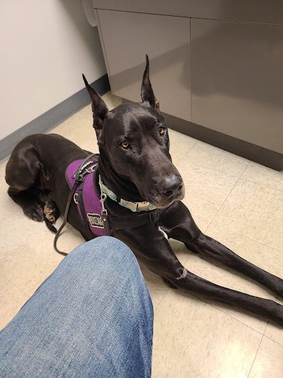 Canine Behavior Solutions and Obedience