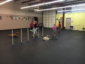Companion Dog School