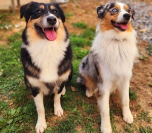 4Paws Training academy