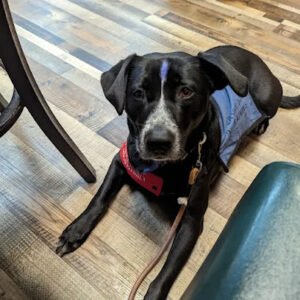 Cosmic dog training co.