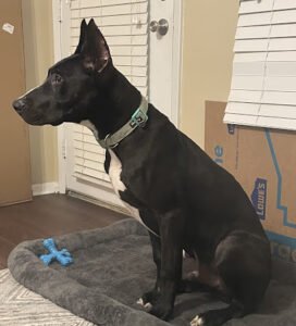 Tyger K9
