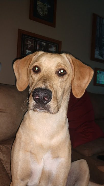 In Control Dog Training