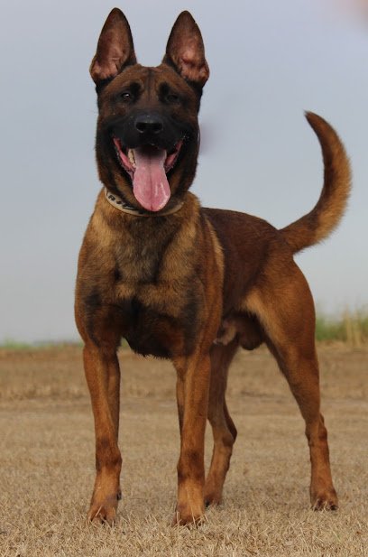 DOGSbyRogerAbshire