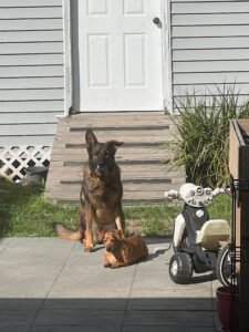 Northshore Canine Academy