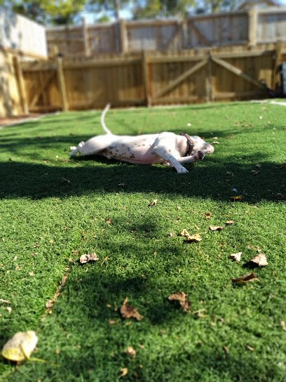 Canis Integrated Behavior Solutions