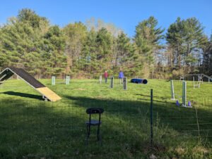 DogSense Training