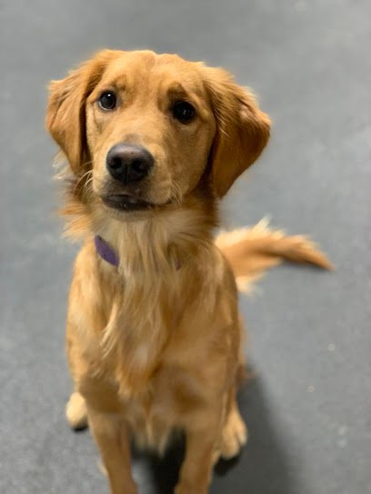 Bessey’s Positive Paws