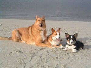 Canine Kinship Maine