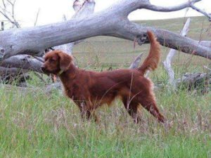 Eshod Farm and Kennel