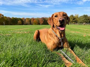 Merrill’s K9 Academy