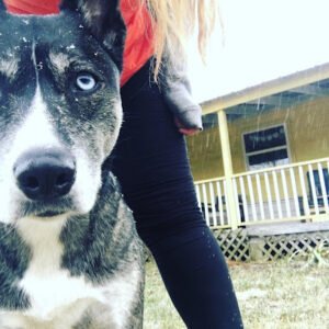 Salty Dogs Obedience & Adventure