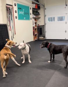 Woof Works Training