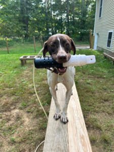 Maine Point Kennels