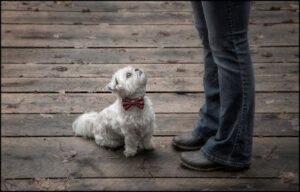 Mr. Dog Training