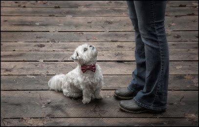 Mr. Dog Training