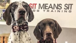Sit Means Sit Dog Training Southern Maine