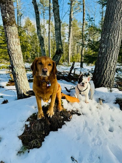 The Capable Canine