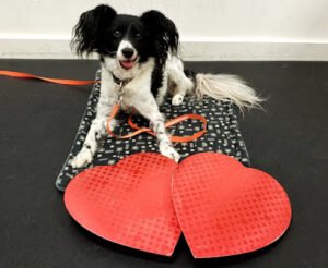 Positively Best Friends Dog