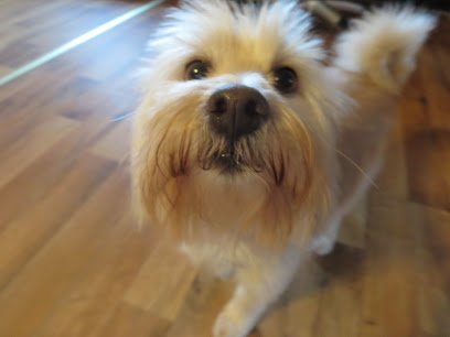 Mannerly Mutts Maine Dog Obedience Training
