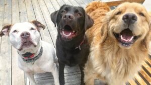 The Maine Pack
