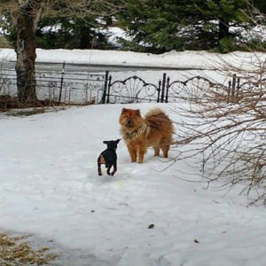 Puppies Pause Training