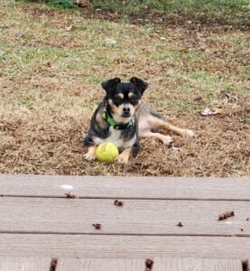 High Five Dog Training, LLC