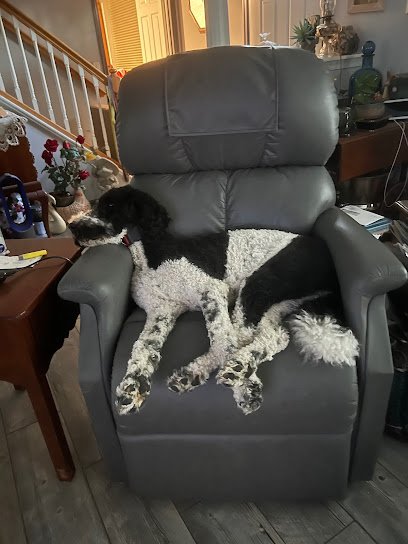 Justice Dog Training