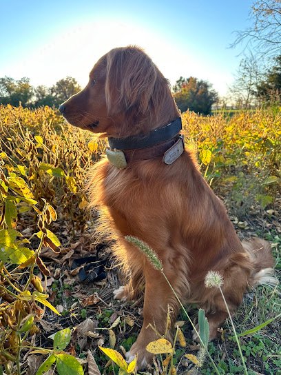 Calvert Dog Training